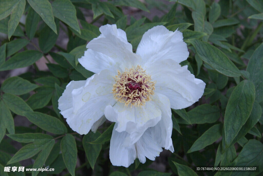 洁白绽放的单朵牡丹花
