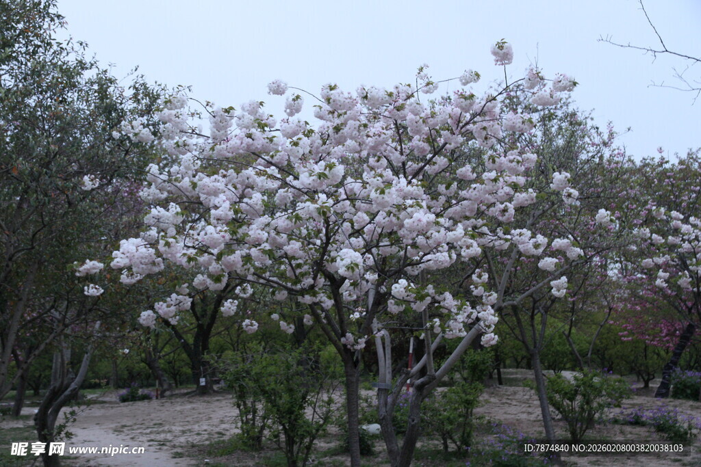 玉兰花盛开的静谧园林