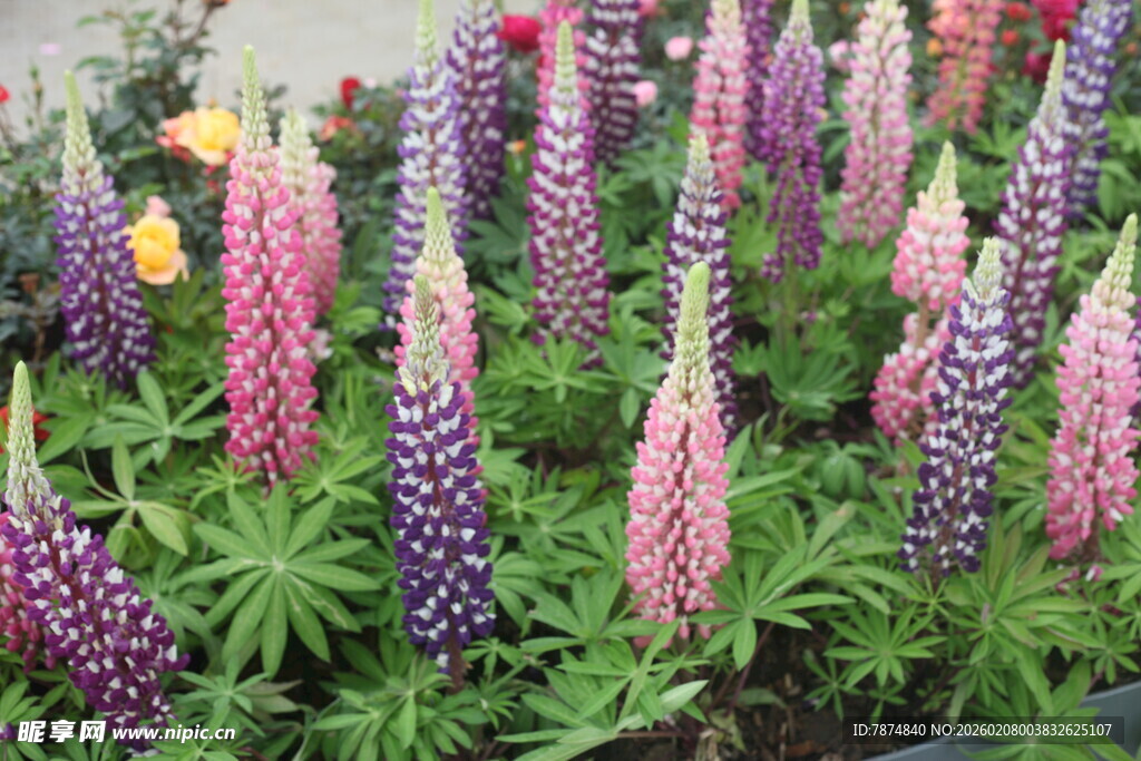 多彩羽扇豆花绽放美景