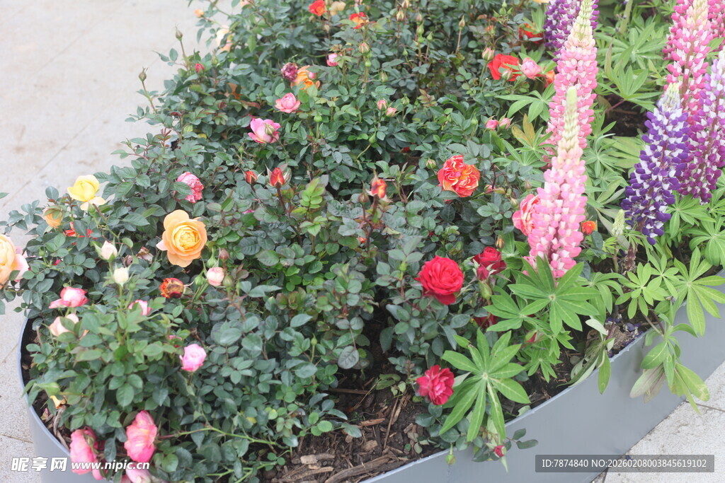 多彩花卉装点美丽花坛