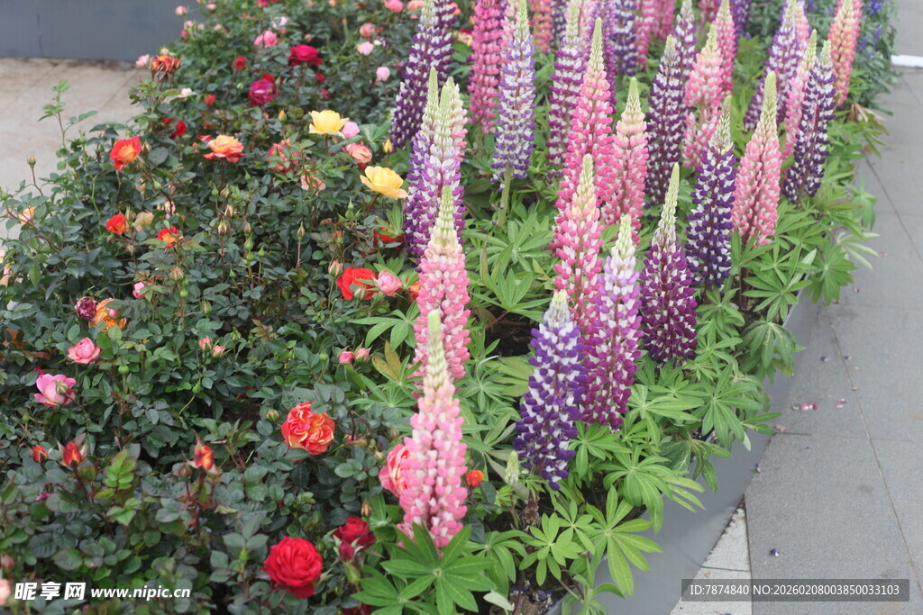 多彩花卉装点美丽花境