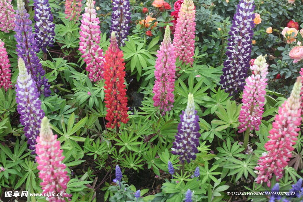 多彩羽扇豆花绽放