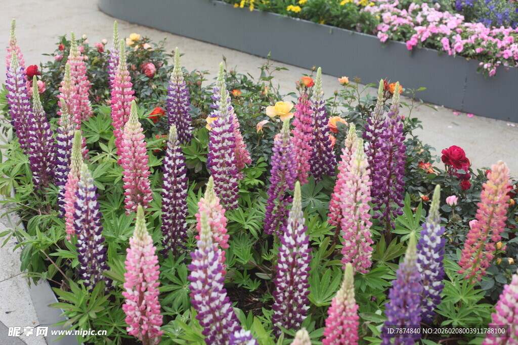 多彩羽扇豆花绽放美景