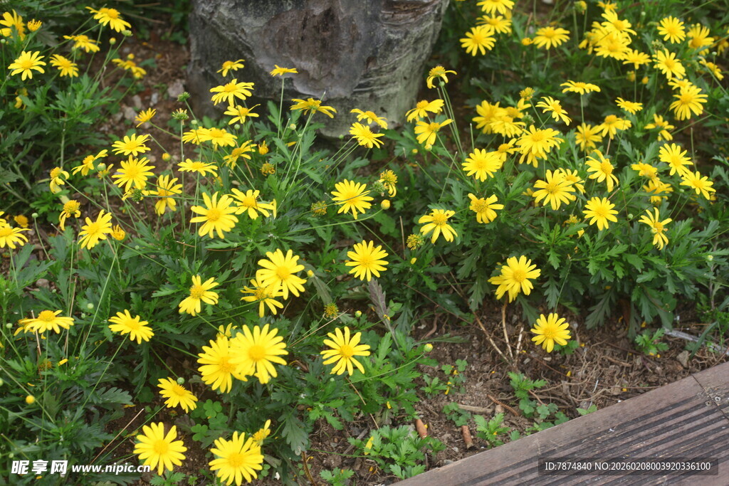树下绽放的黄色小花
