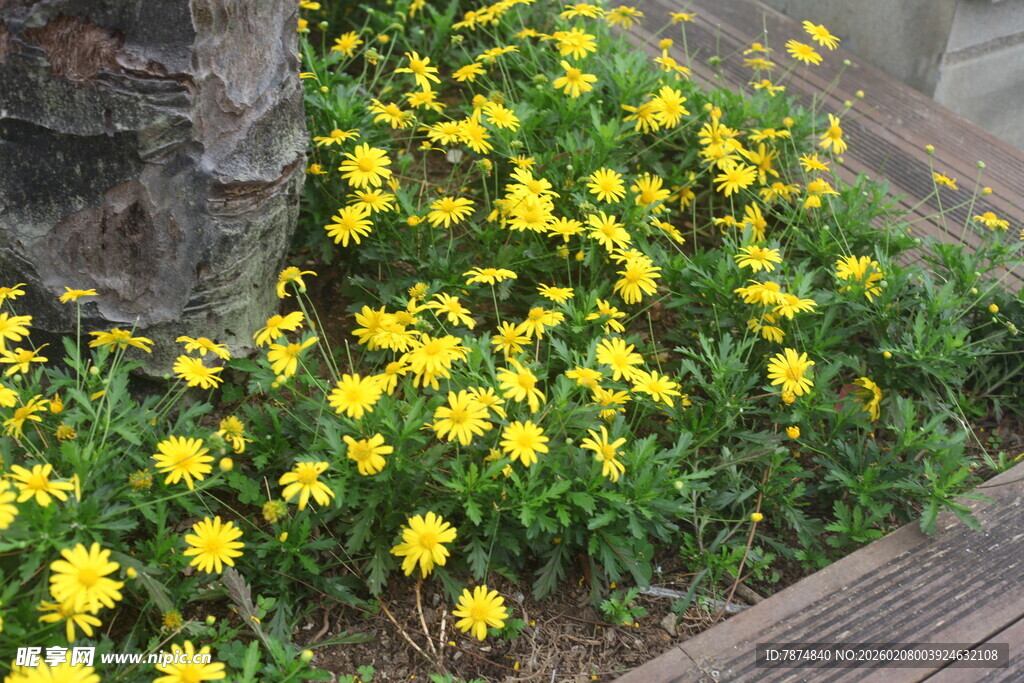 树下绽放的黄色小花