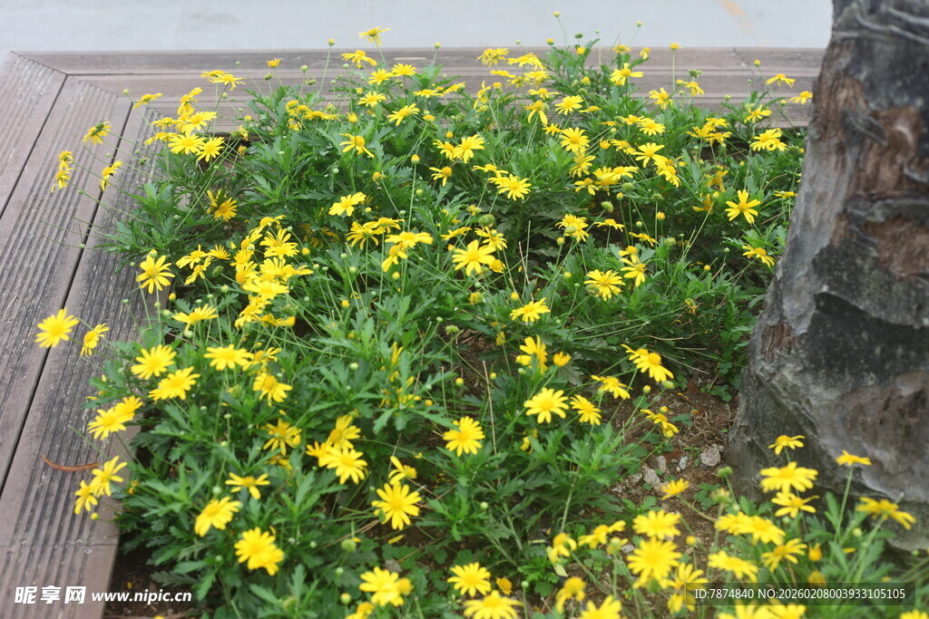 花坛中的黄色小花绽放