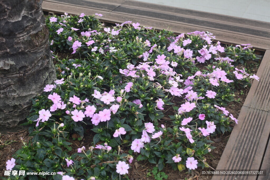 木栏边绽放的粉紫色小花