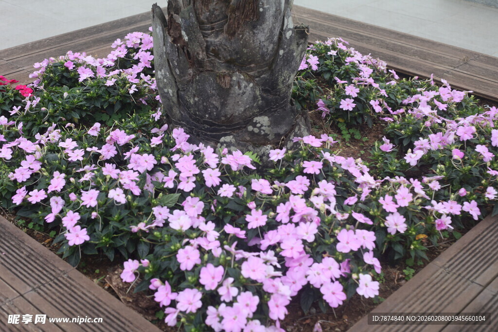 树下绽放的粉色小花