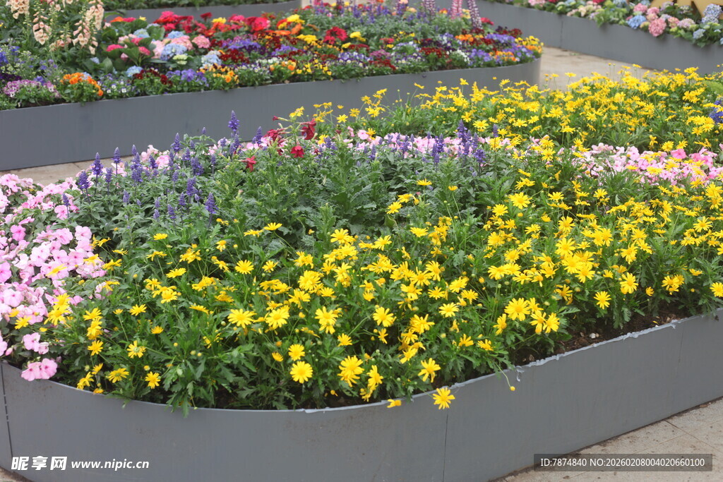 多彩花卉装点花坛景观
