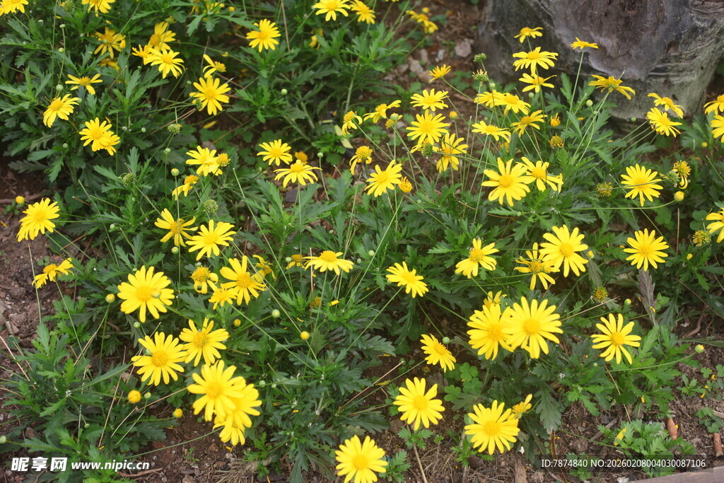黄色小花绽放于草地间