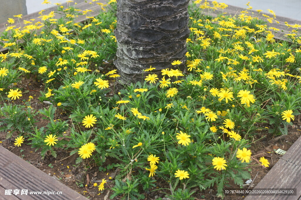 树下绽放的黄色小花
