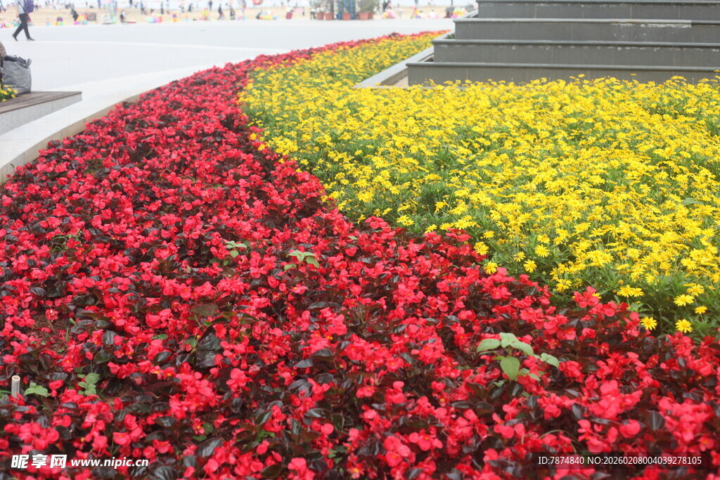多彩花卉装点美丽景观