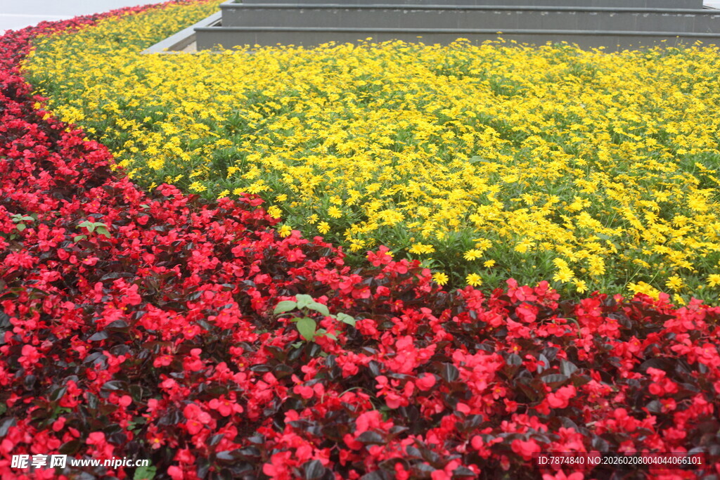 多彩花卉景观