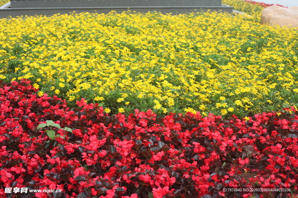 多彩花卉景观