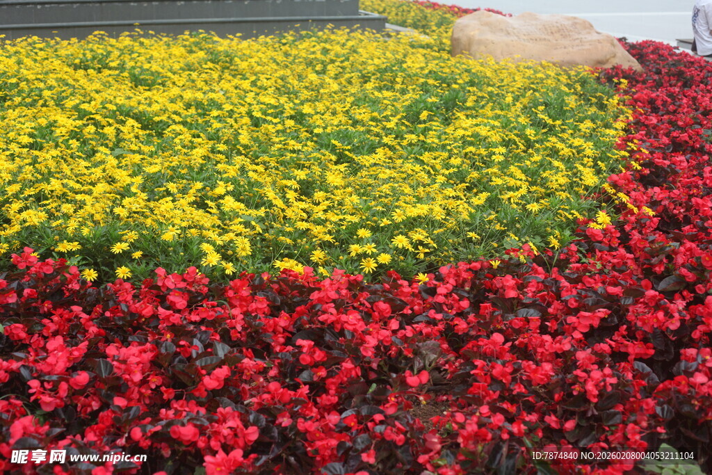 多彩花卉景观