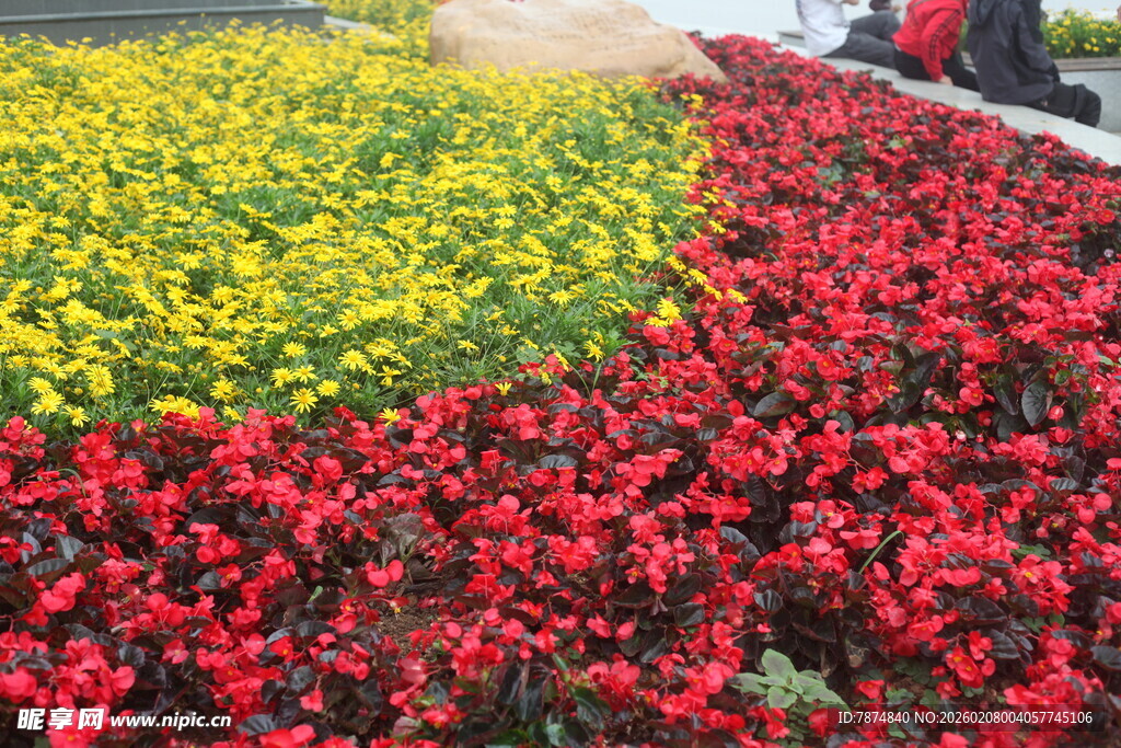 多彩花卉装点美丽景致