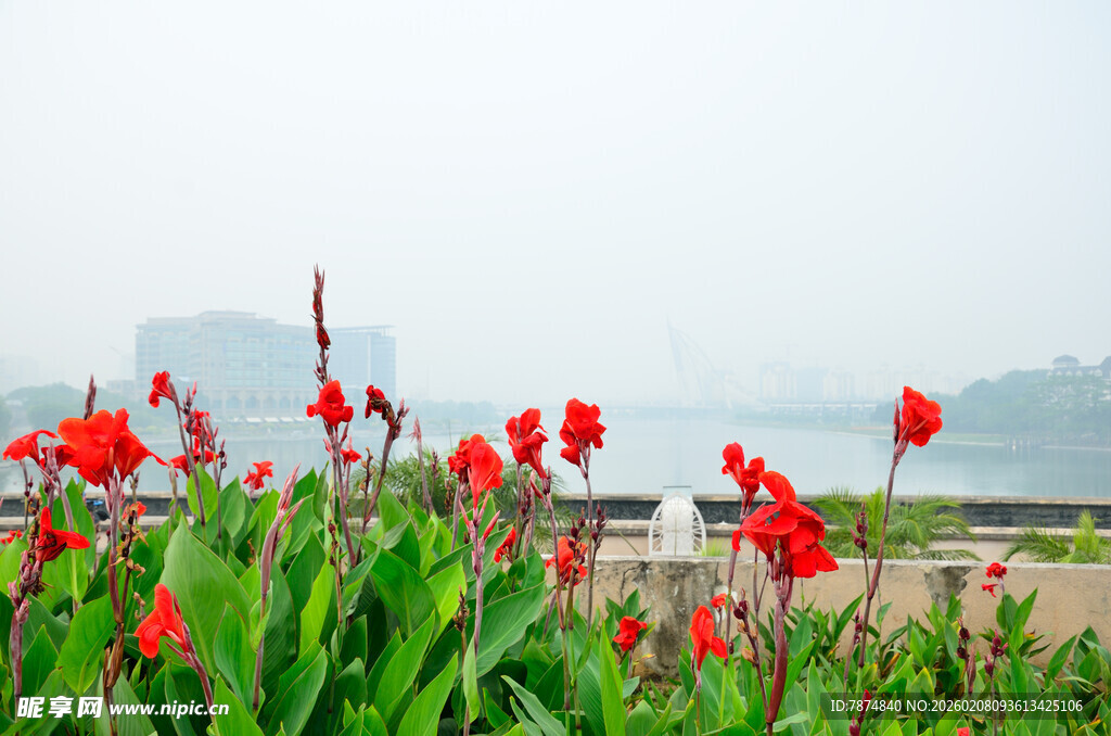 雾中绽放的艳丽美人蕉