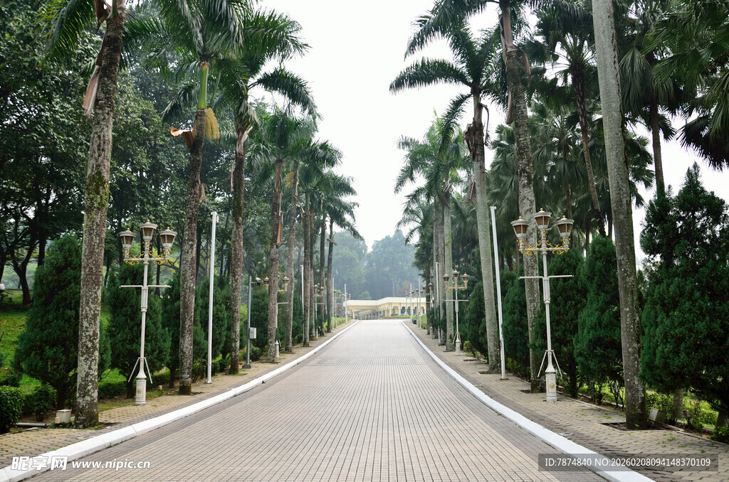 林荫大道 棕榈树的静谧之路