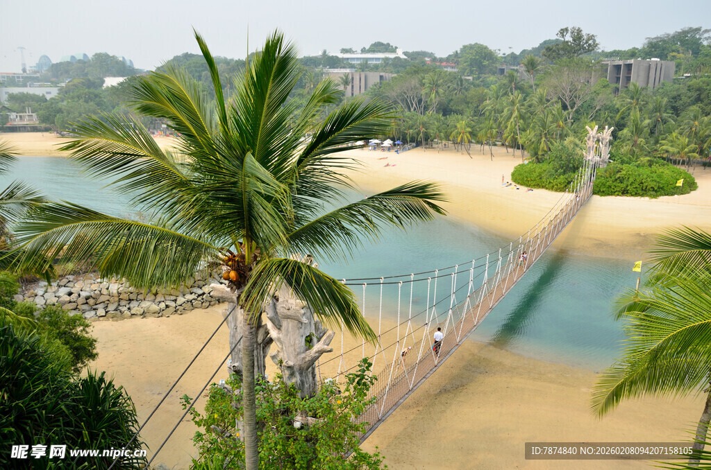 热带风光中的吊桥与棕榈树