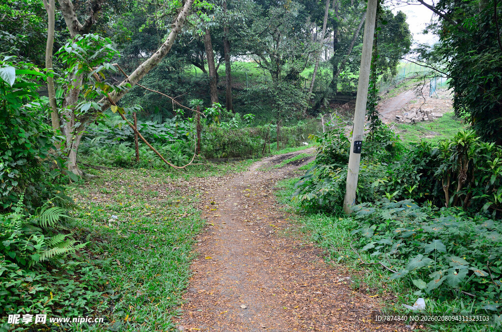 林间幽静小路 绿意盎然