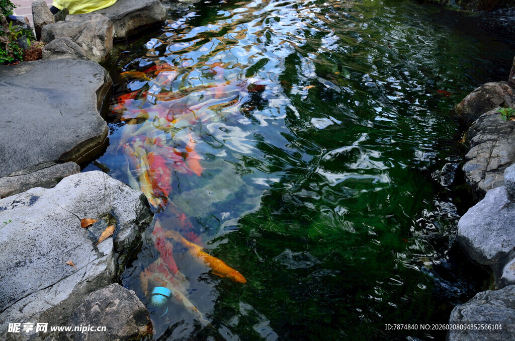 马来西亚池塘中游动的多彩锦鲤