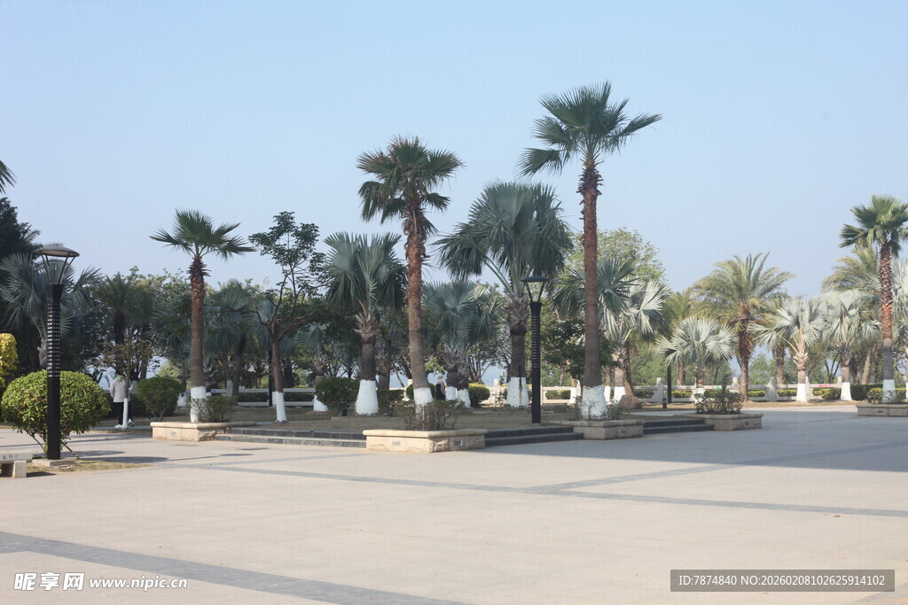 湛江城市中的开阔棕榈树广场