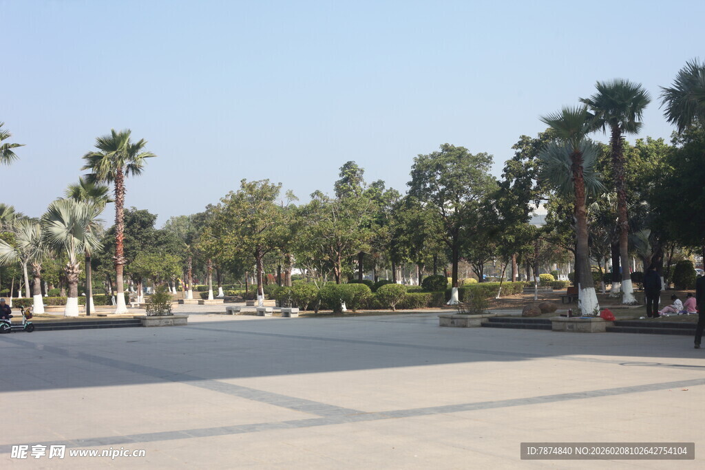 湛江开阔广场边的葱郁棕榈树