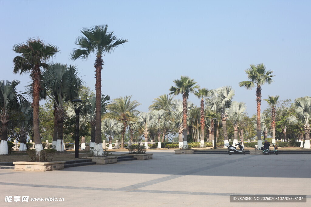 湛江城市中的棕榈树景观