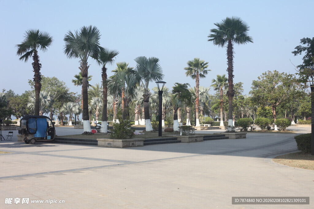 湛江城市中的椰树景观大道