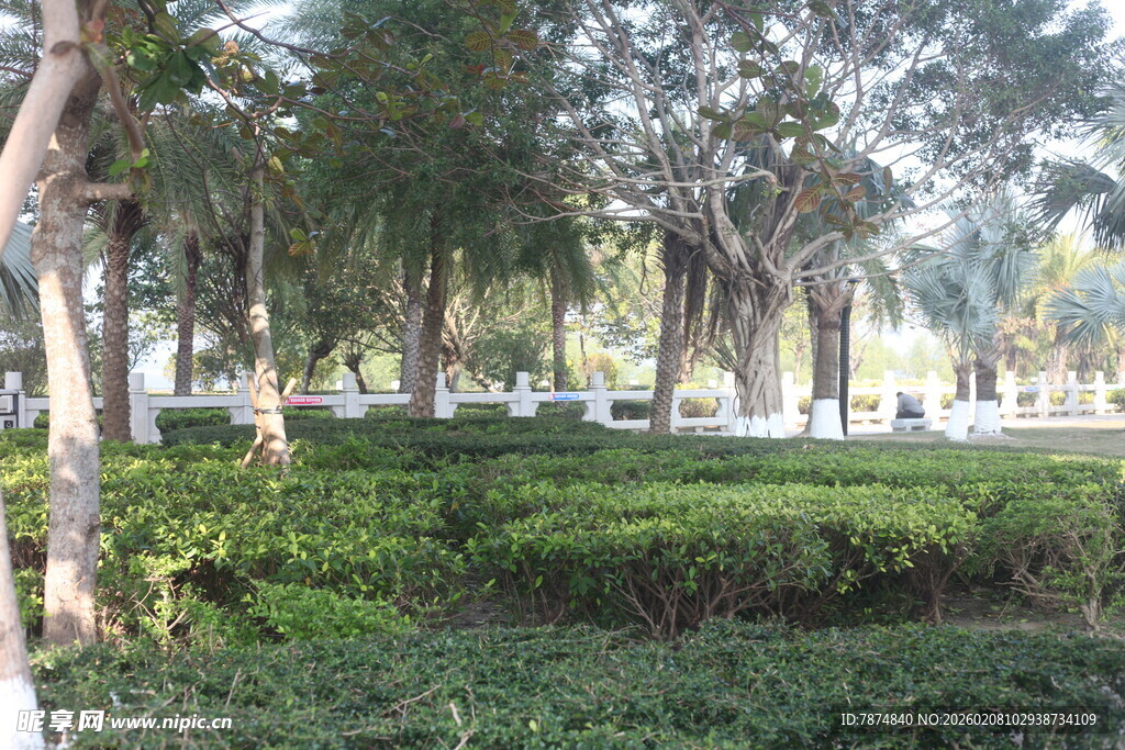 湛江城市中的绿意园林景观