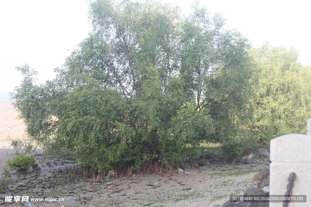 湛江户外茂盛绿树景观