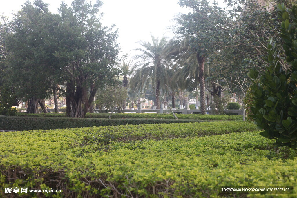 湛江城市中的绿植景观