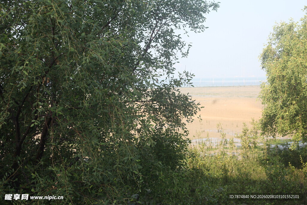 湛江林间远望金黄田野景色