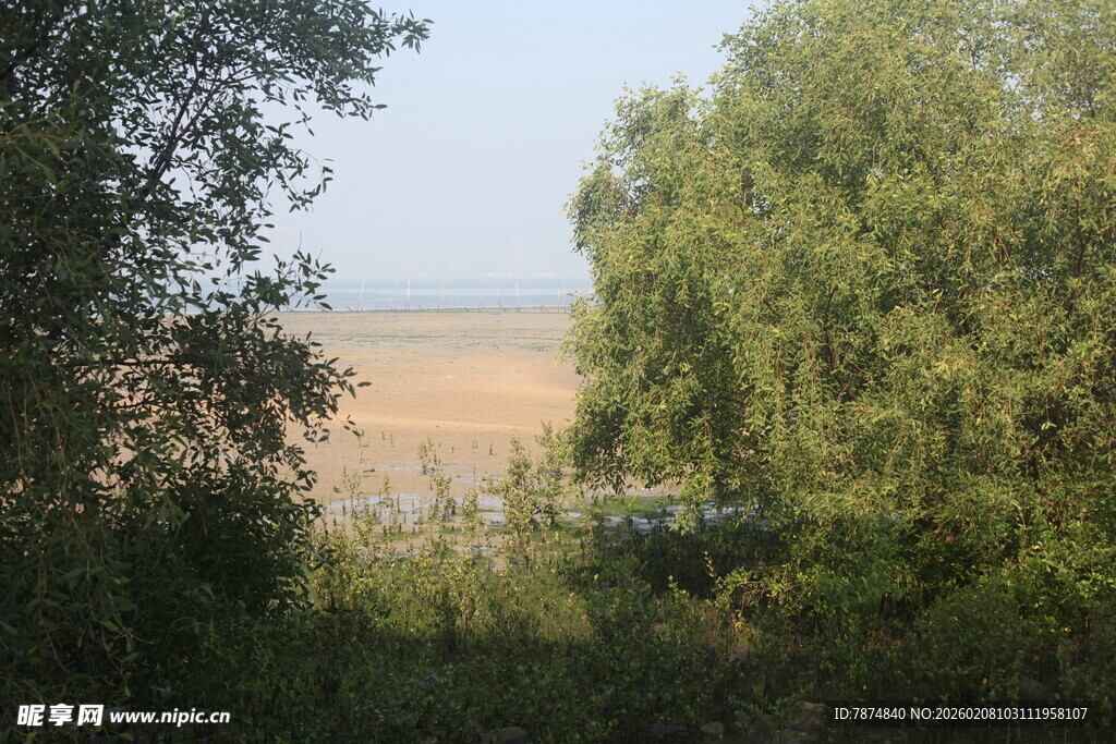湛江林间远眺田野景色