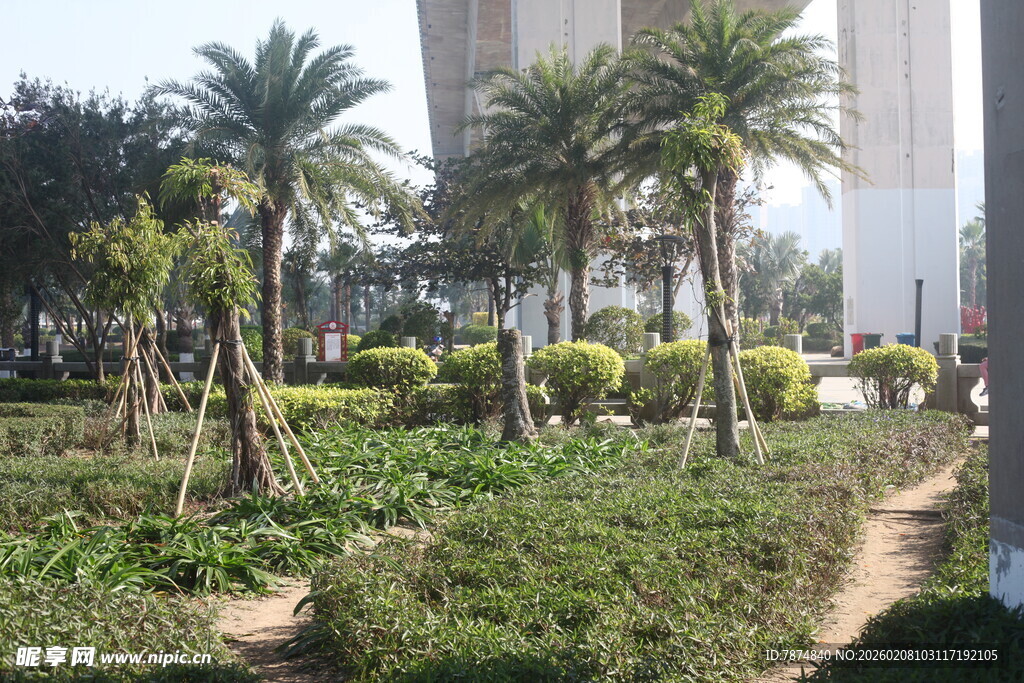 湛江城市中的绿植景观步道
