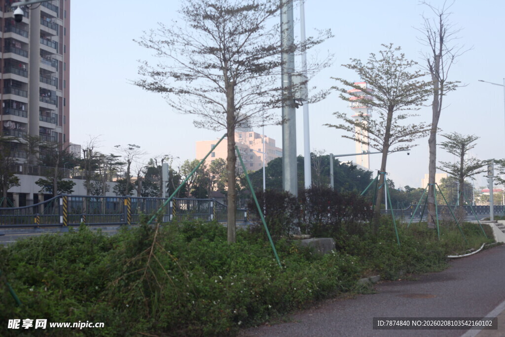 湛江城市路边绿植与树木景观