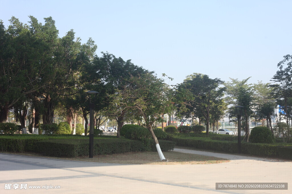 湛江城市中的林荫道路景观