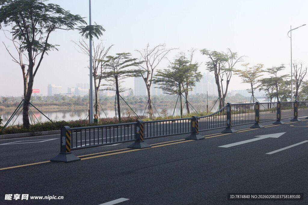 湛江城市道路旁的整齐树木