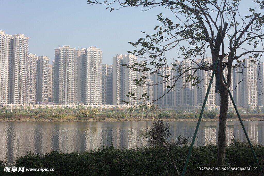 湛江湖畔高楼与孤树景致