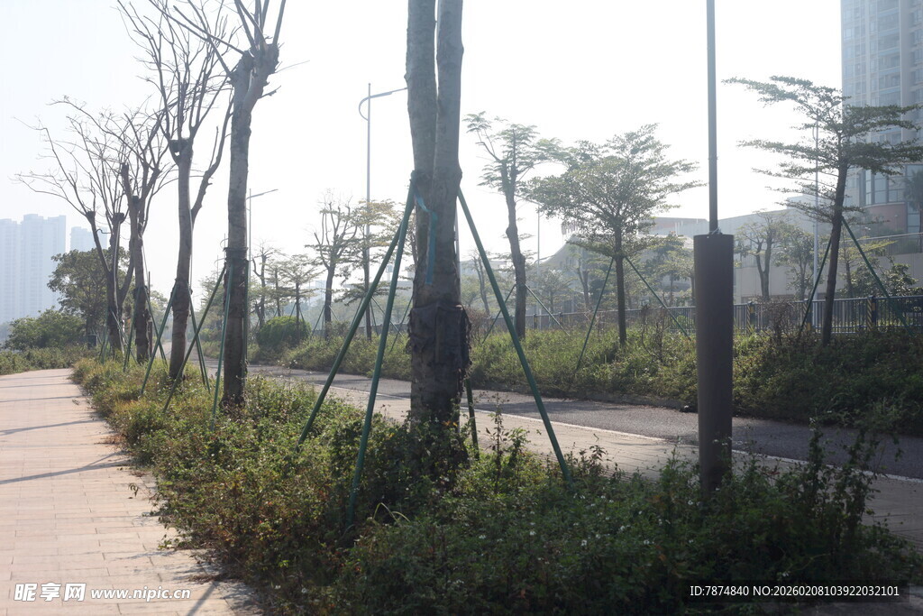 湛江城市林荫小道景观