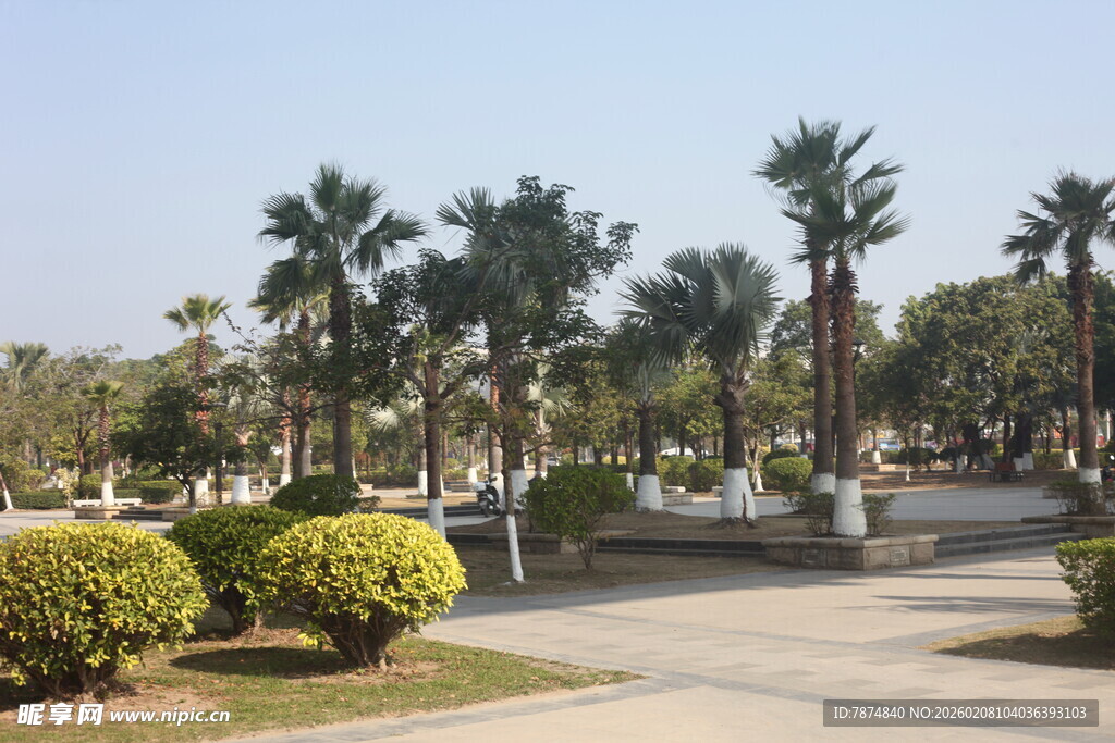 湛江公园中的绿植与棕榈树景观