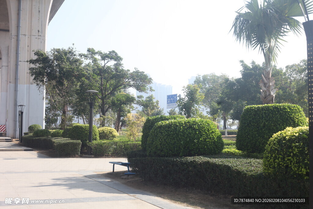 湛江城市街道旁的绿植景观
