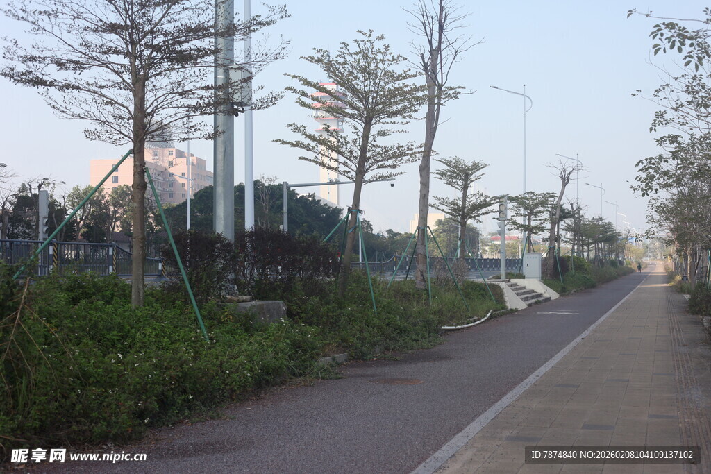 湛江城市道路旁的绿植景观