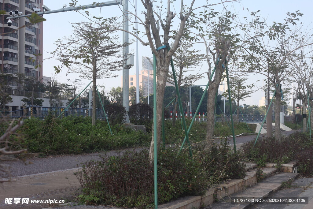 湛江城市街道旁的树木景观