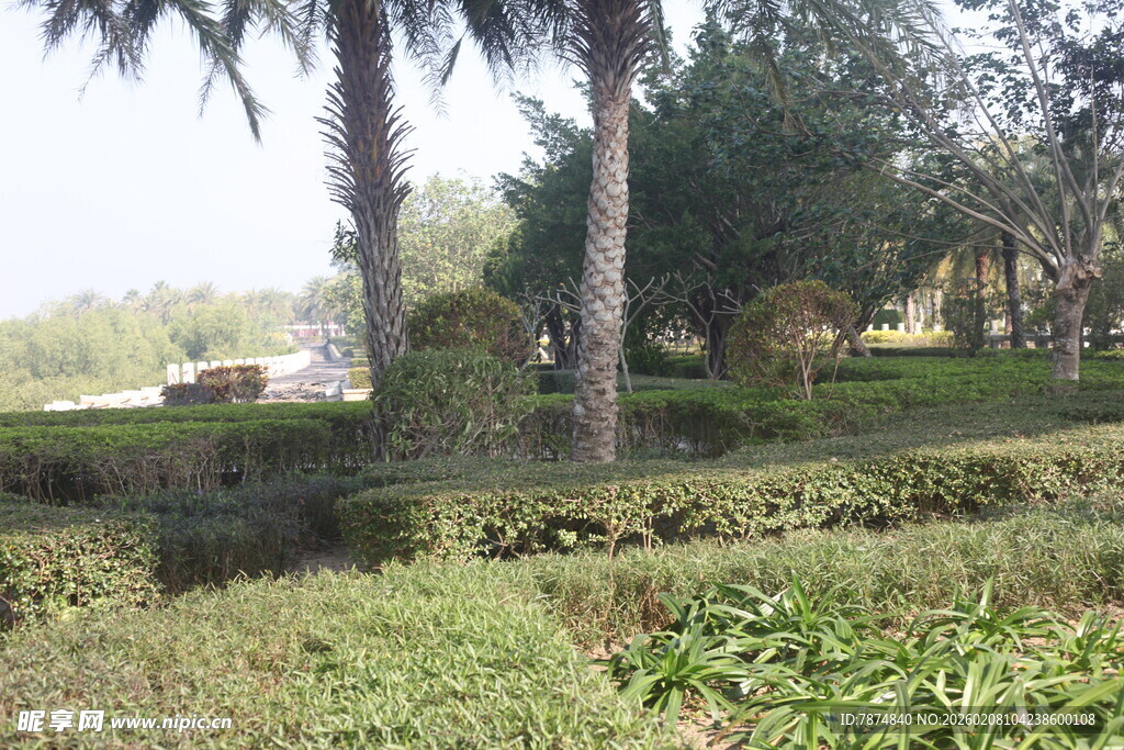 湛江户外绿植与树木景观