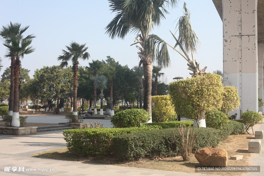 湛江城市中的绿植景观