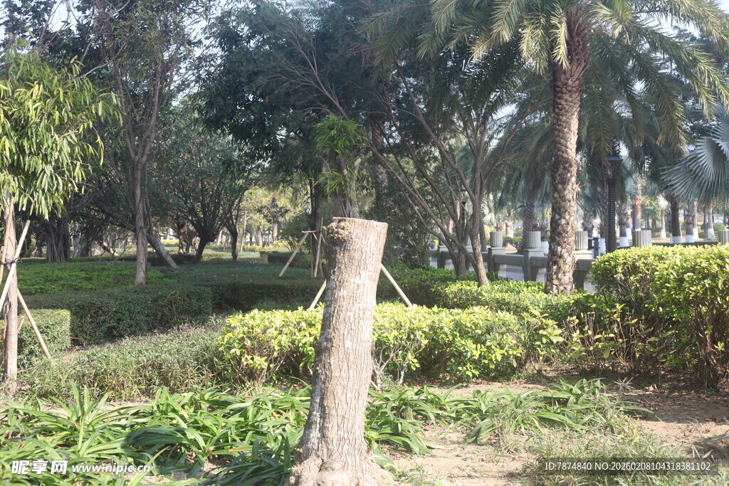 湛江公园内的树木与绿植景观