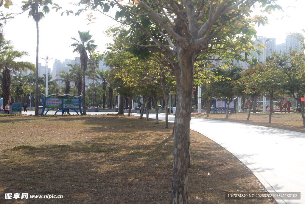 公园林荫小道风景