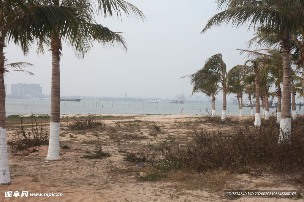 湛江海边椰林风景