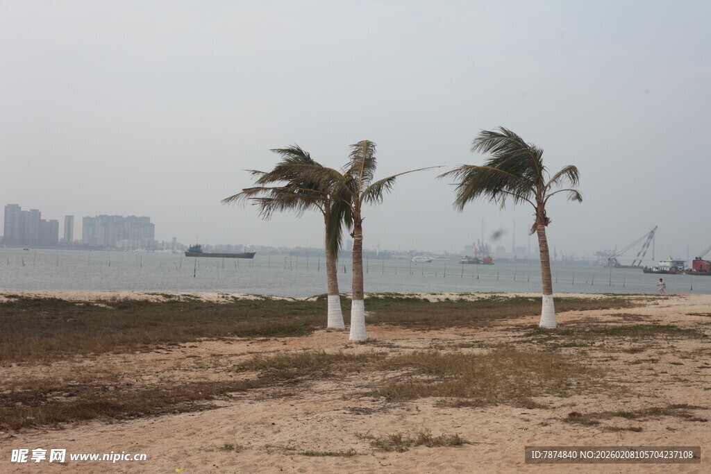 海边摇曳的几棵棕榈树